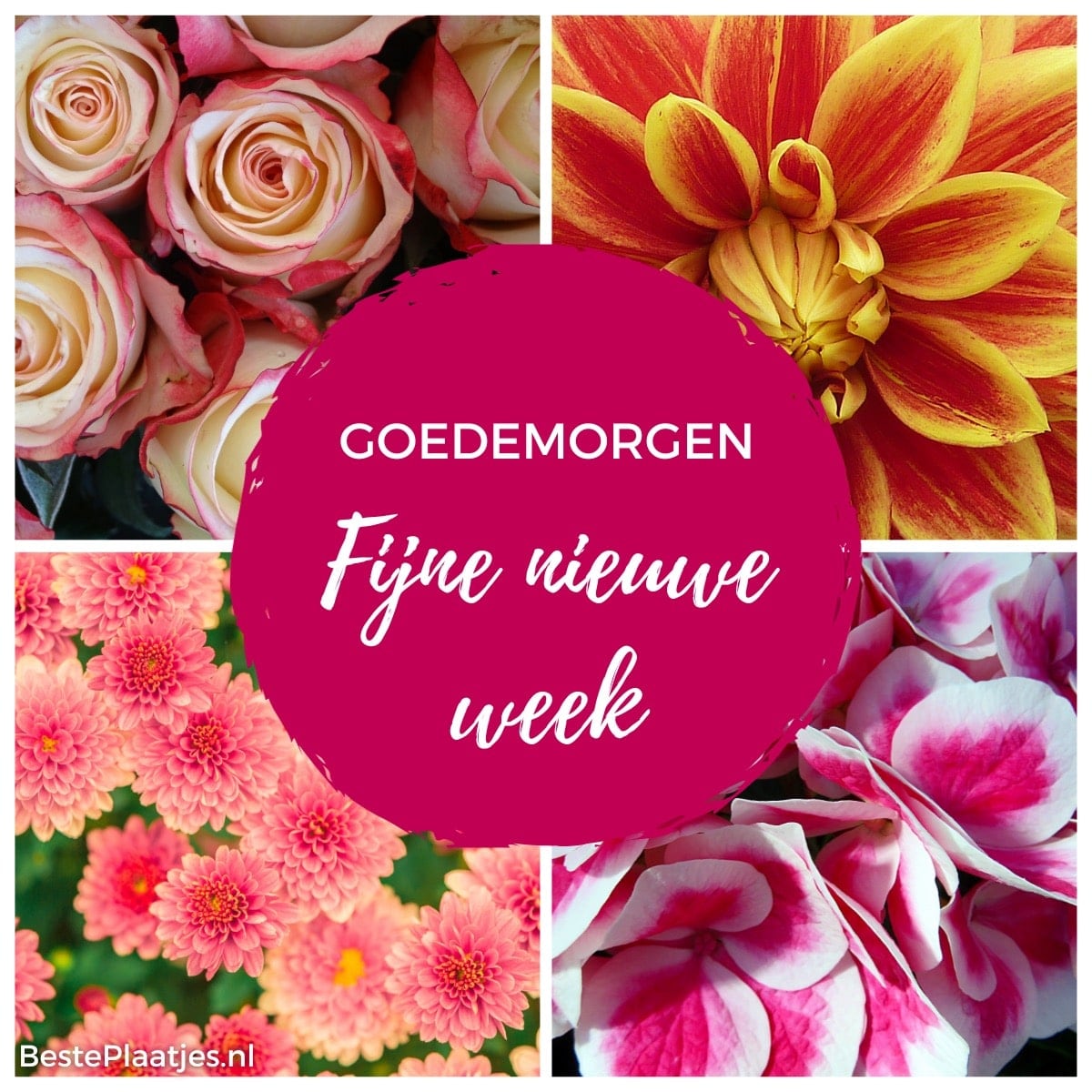 Fleurige wensen voor een prachtige en kleurrijke nieuwe week! kleurrijke bloemmontage met tekst: goedemorgen, fijne nieuwe week